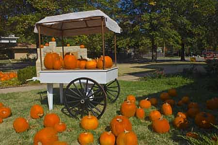 Halloween Pumpkin Patch