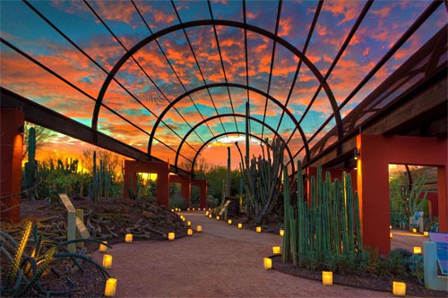 desert botanical gardens luminaries